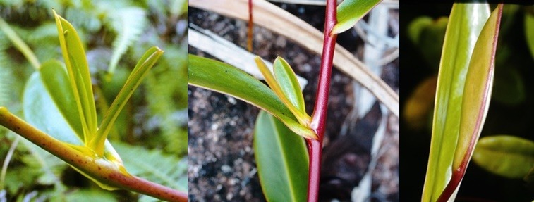 Die ganz andere Entfaltung bei Nepenthes pervillei!